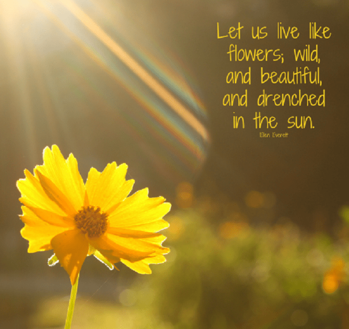 [Colorful] Flower Status, Quotes & Captions For A Flower Lover