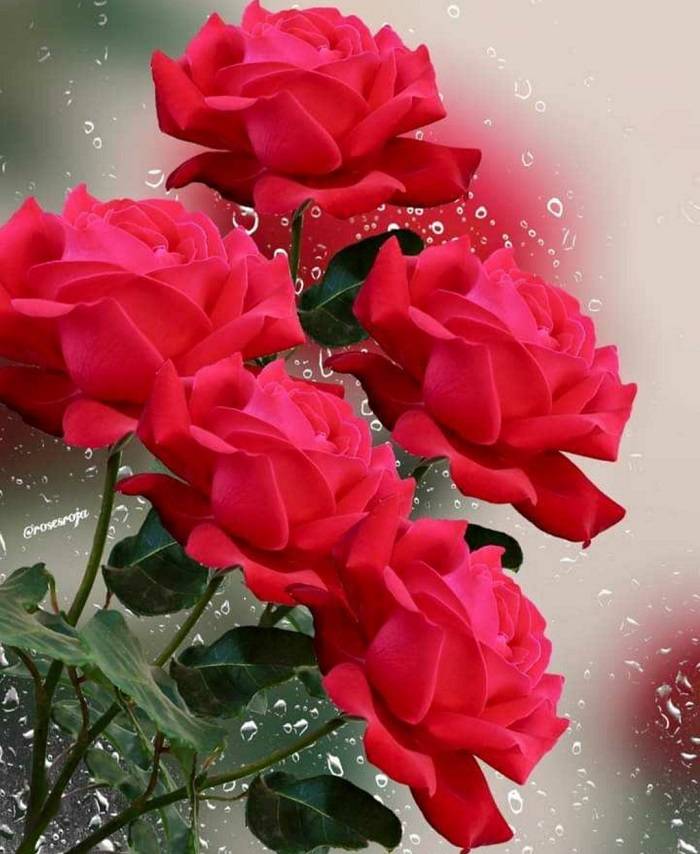 [Colorful] Flower Status, Quotes & Captions For A Flower Lover